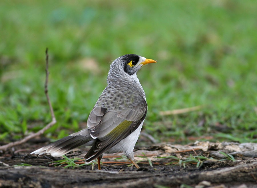 Noisy Miner - ML254680491