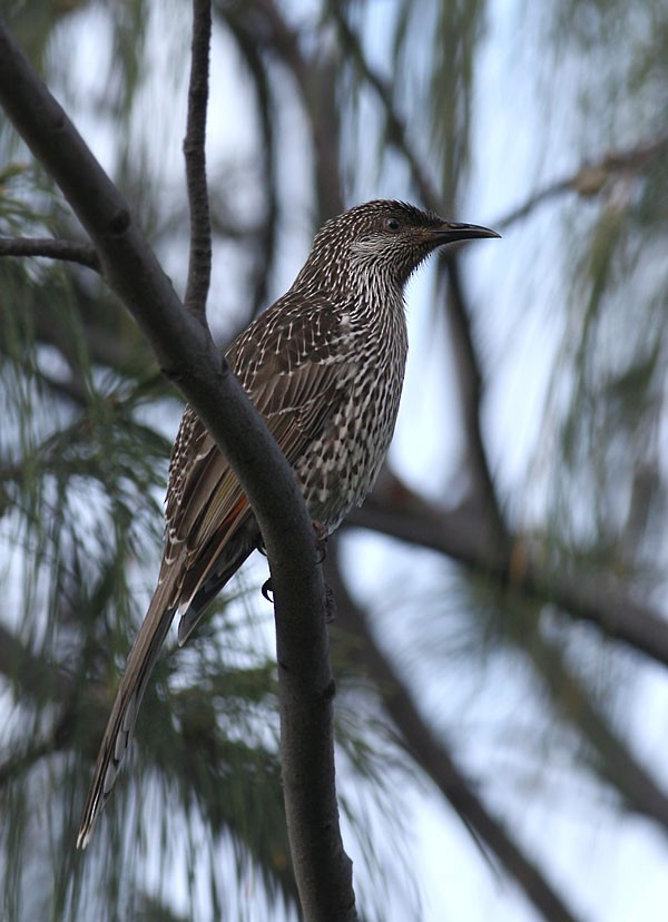 Little Wattlebird - ML254680551