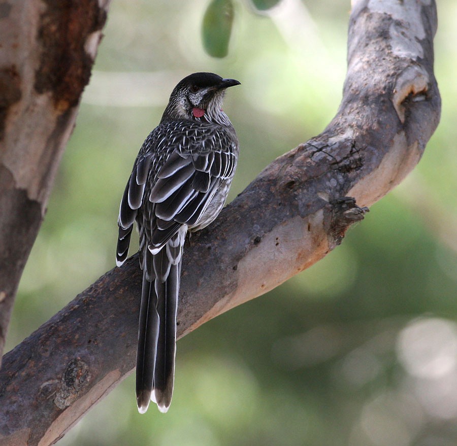 Red Wattlebird - ML254680591