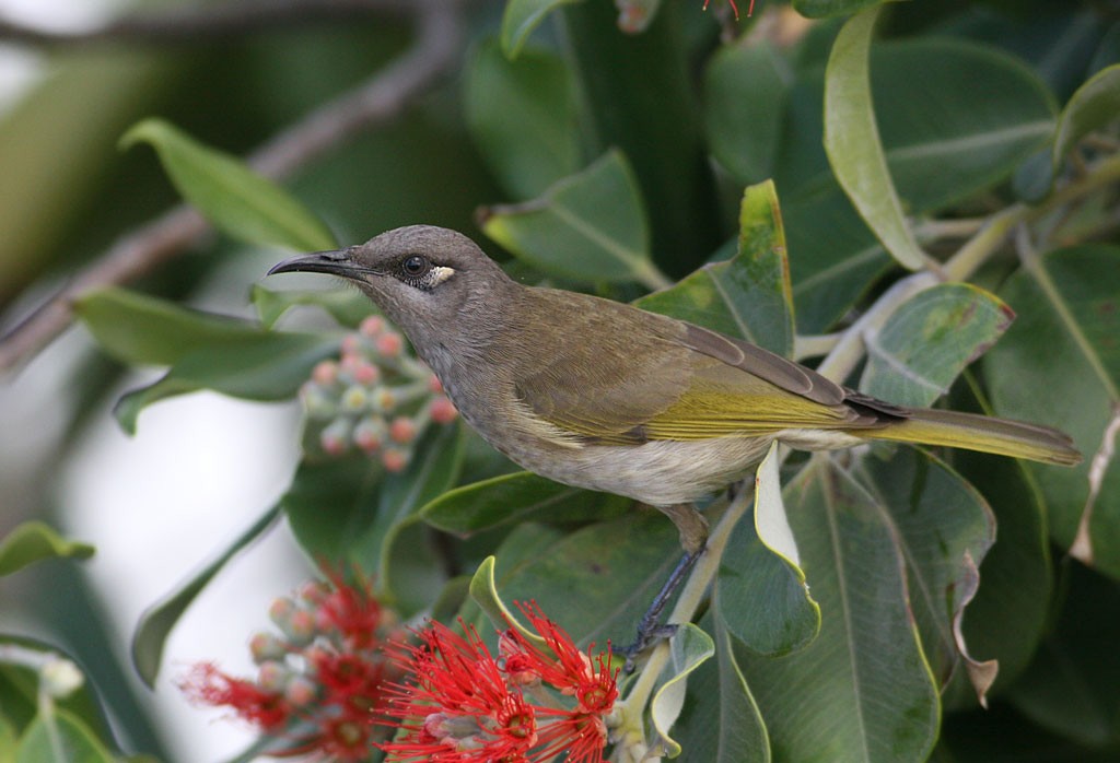 Brown Honeyeater - ML254680631