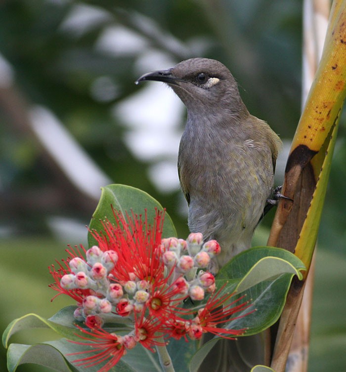 Brown Honeyeater - ML254680651