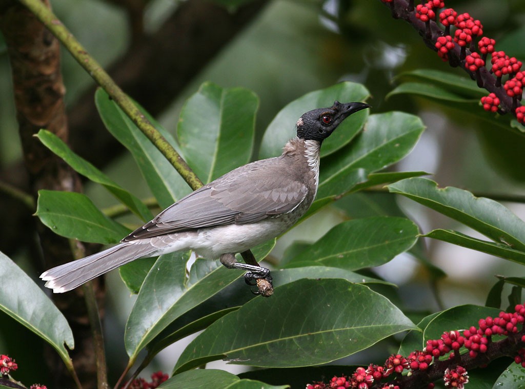 Noisy Friarbird - Peter Ericsson