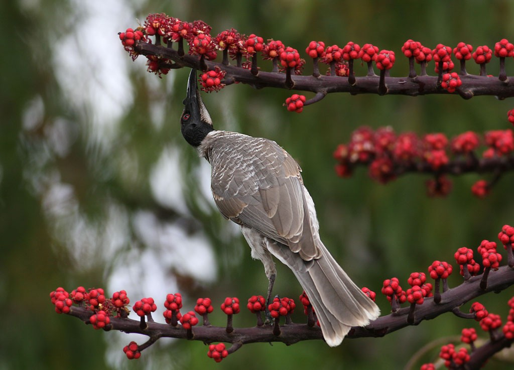 Noisy Friarbird - ML254681091