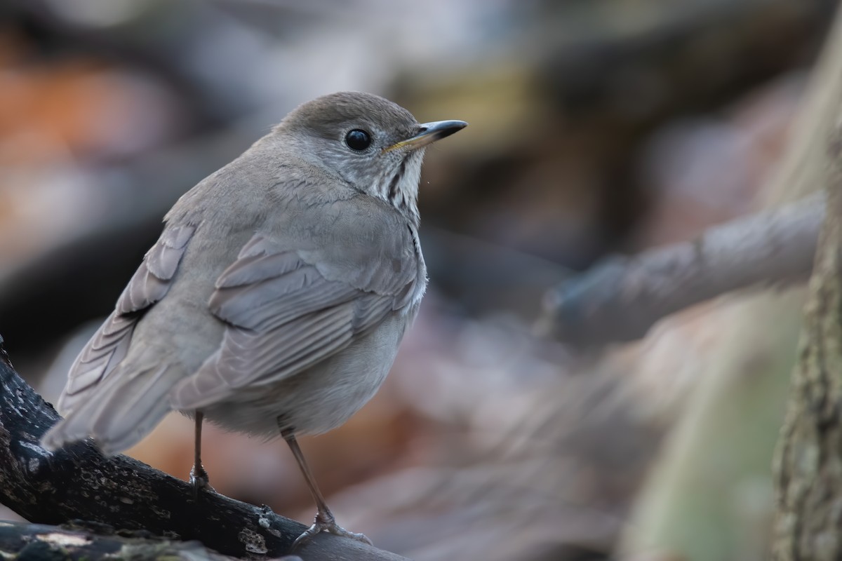 Gray-cheeked Thrush - Amanda Guercio