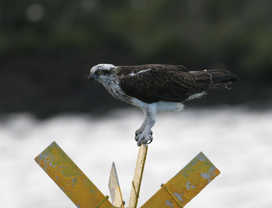 Osprey (Australasian) - ML254681311