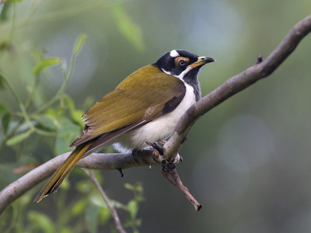 Blue-faced Honeyeater - ML254681571