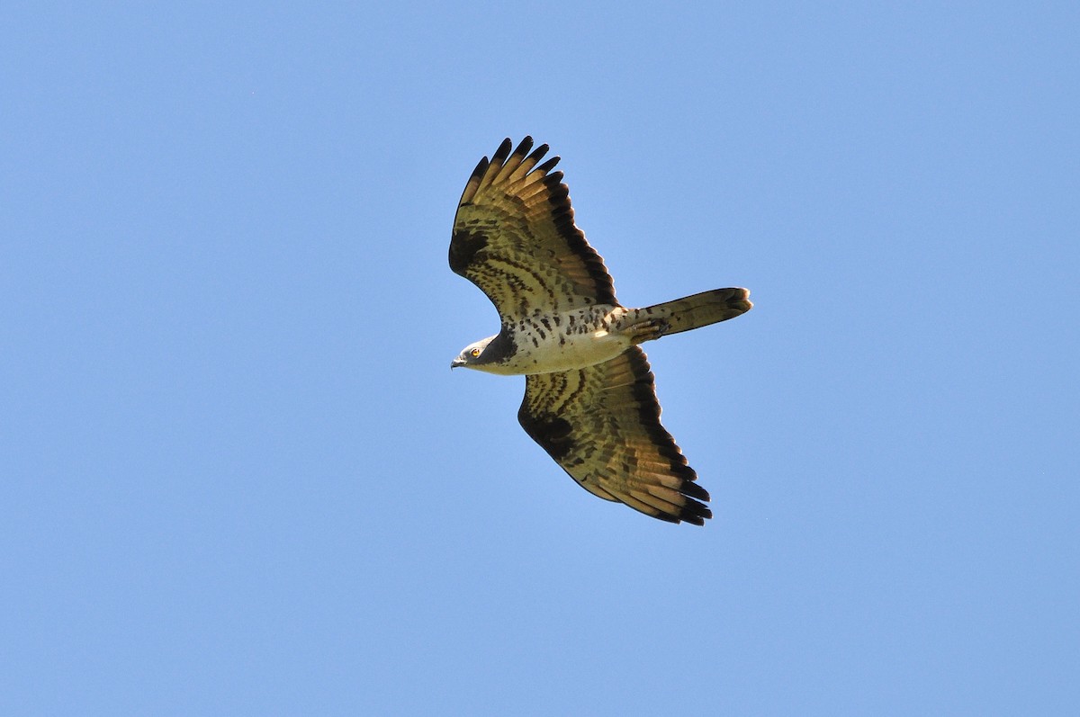 Wespenbussard - ML254682521