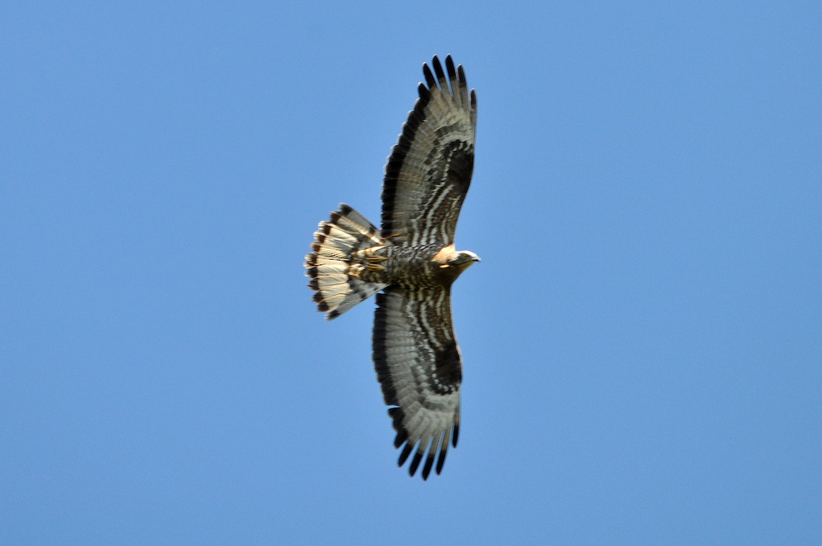 Wespenbussard - ML254682531