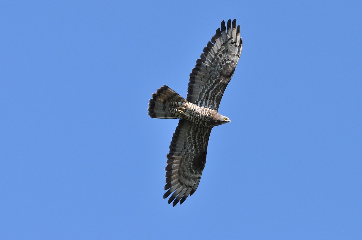 Wespenbussard - ML254682541
