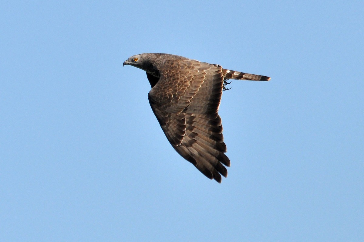 Wespenbussard - ML254682561