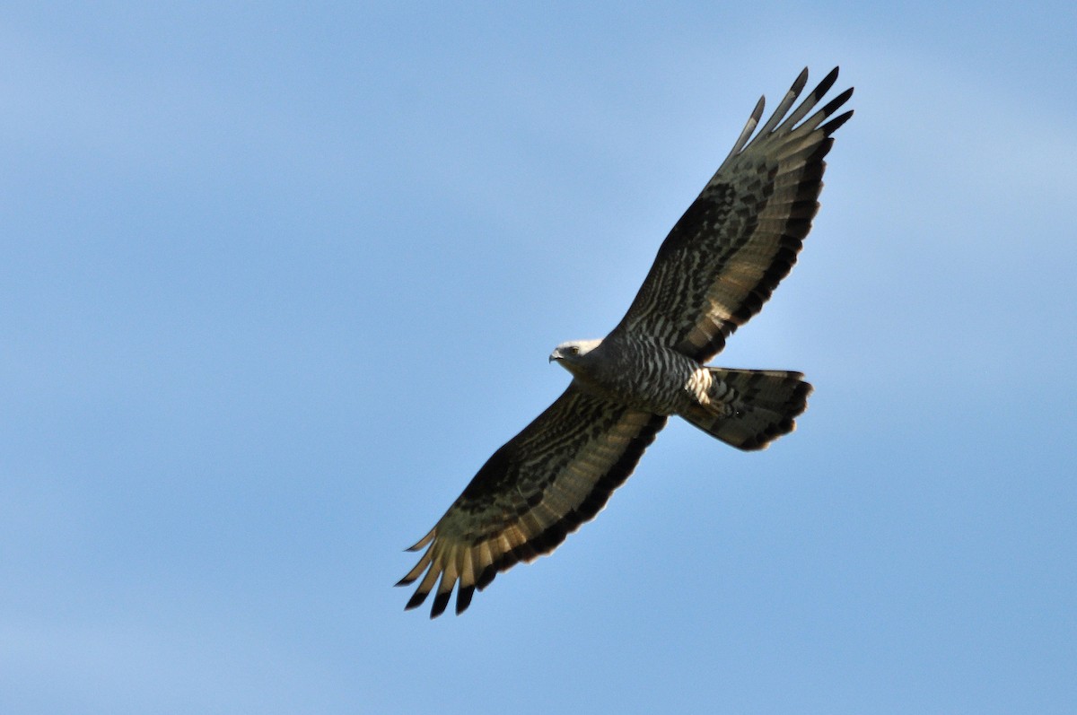 Wespenbussard - ML254682571