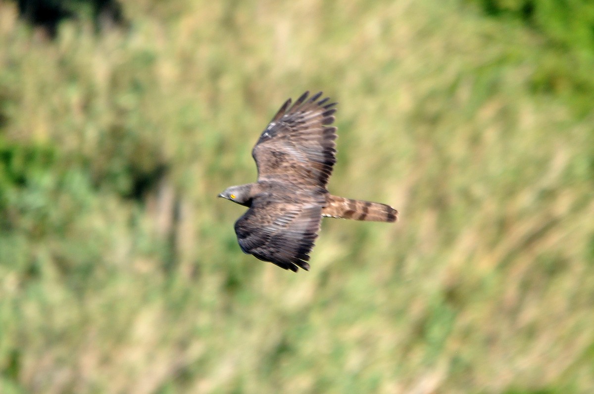 Wespenbussard - ML254682601