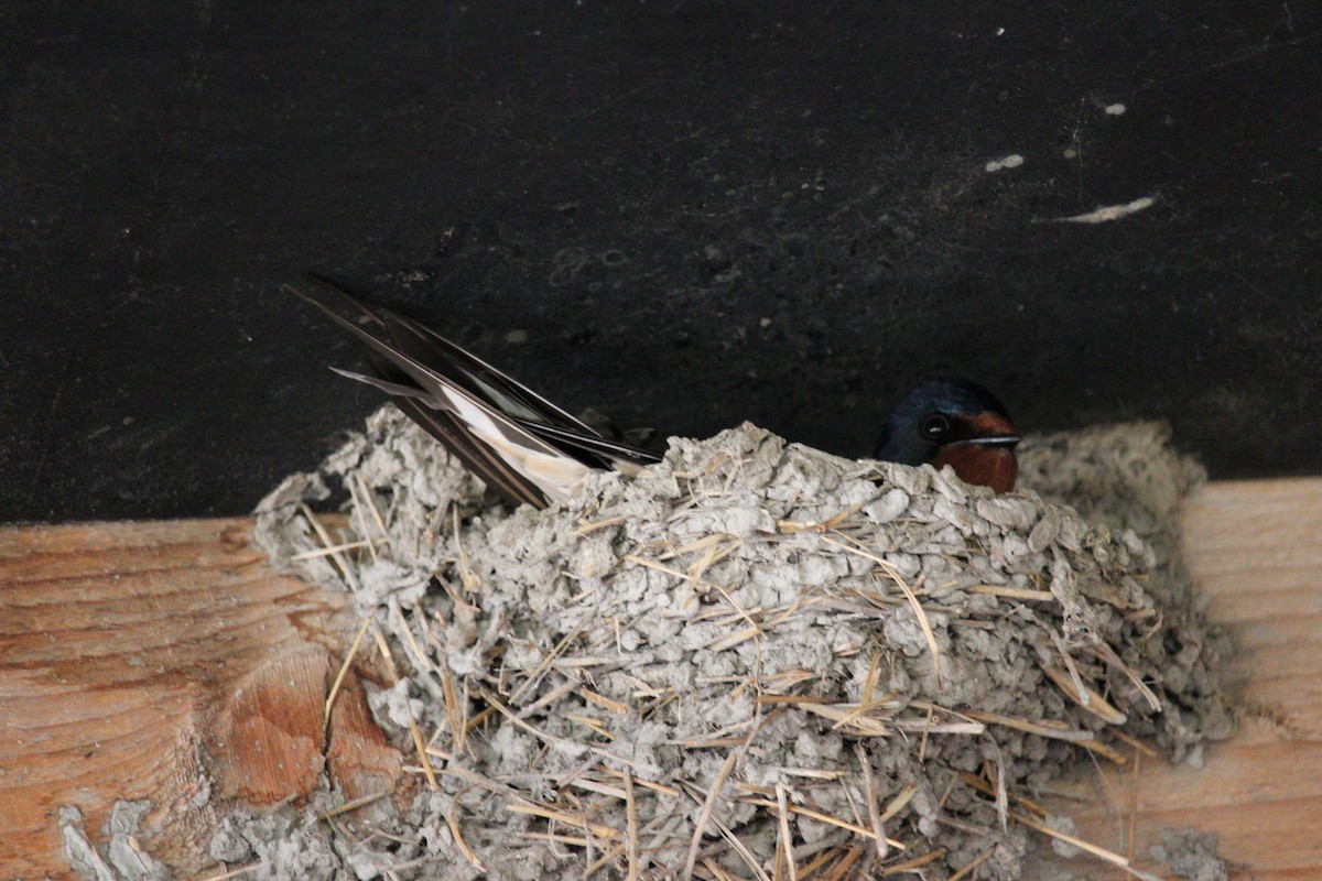 Barn Swallow - ML254682861