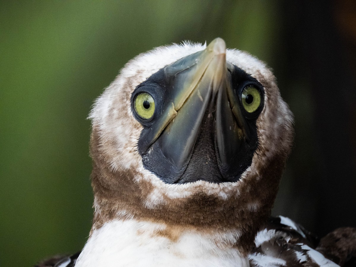Masked Booby - ML254683521
