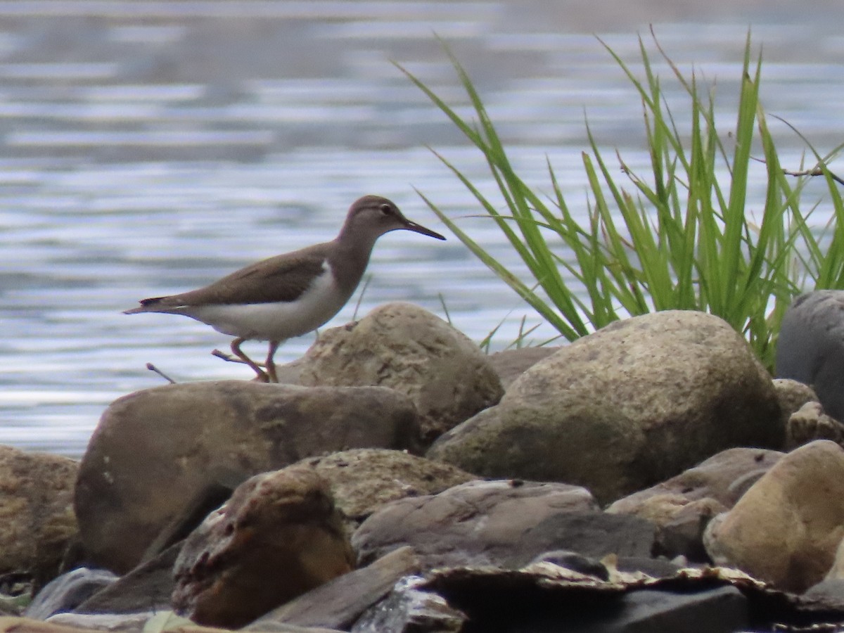 Spotted Sandpiper - ML254685451