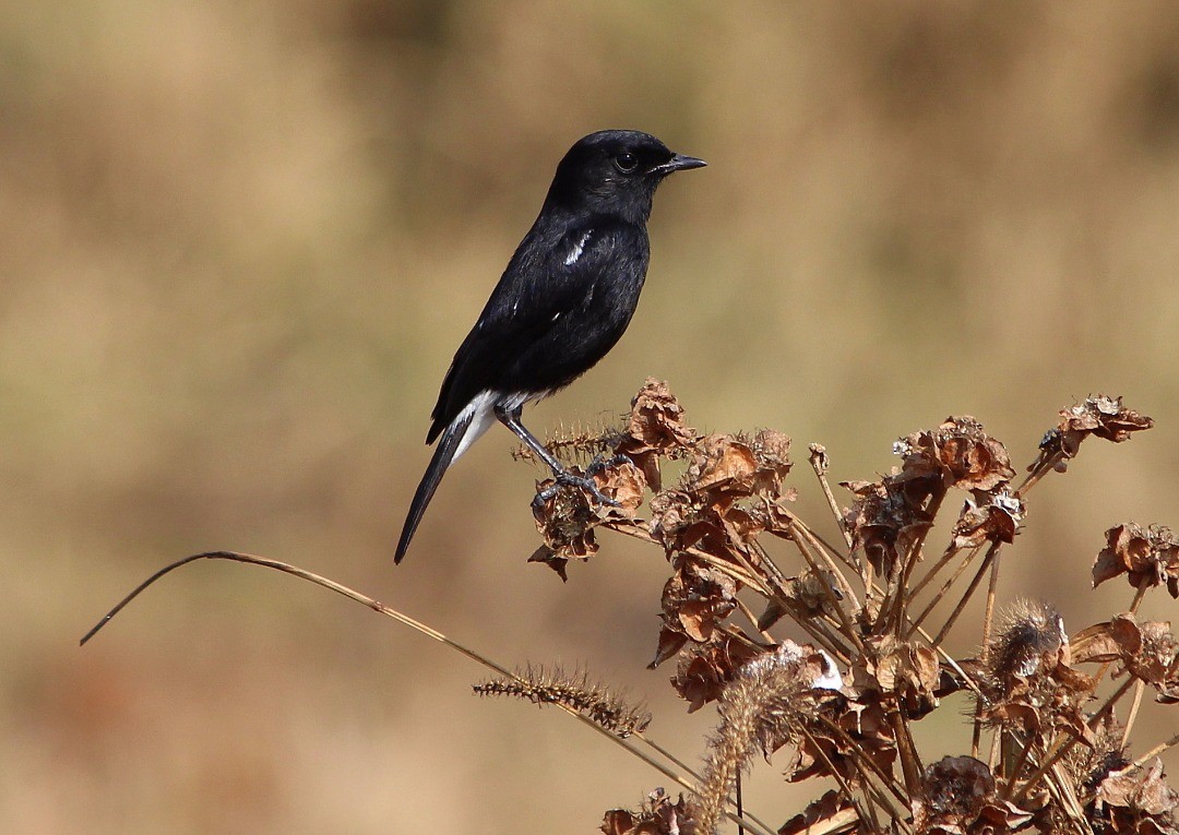 Pied Bushchat - ML254688271