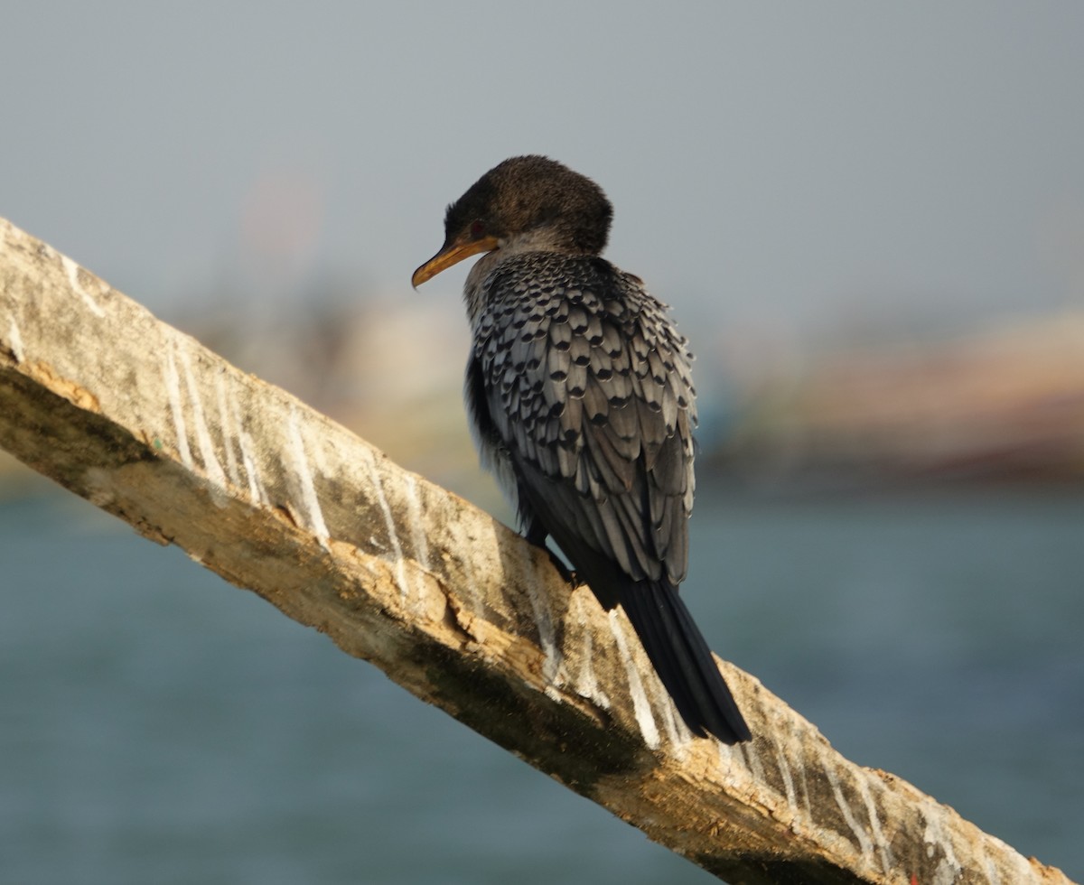 Reed Cormorant - ML254688901