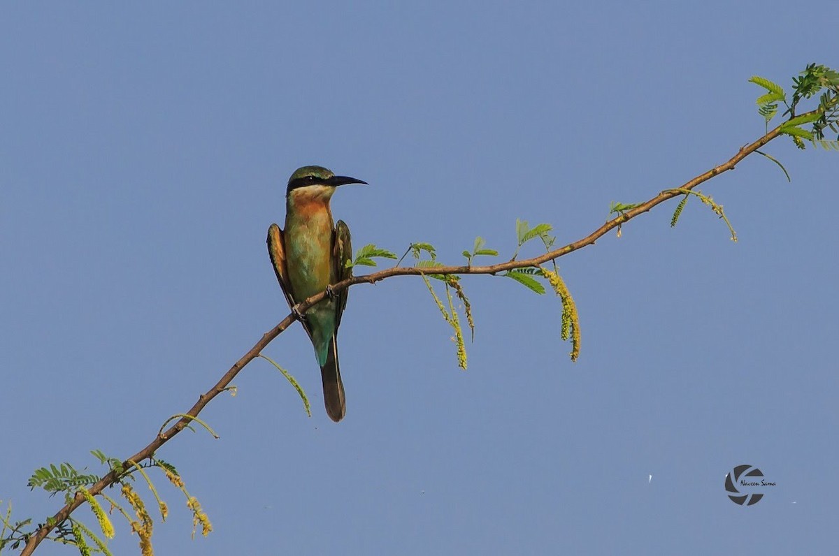 Blue-tailed Bee-eater - Naveen Sama