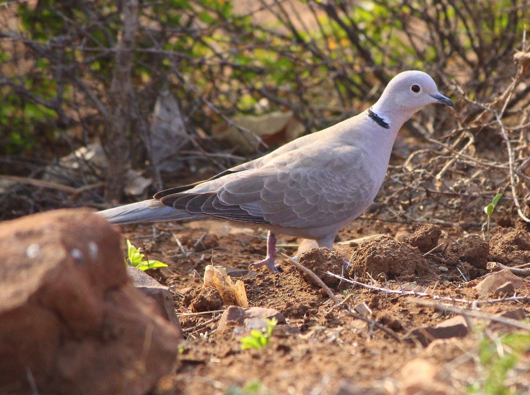 Eurasian Collared-Dove - ML254689161