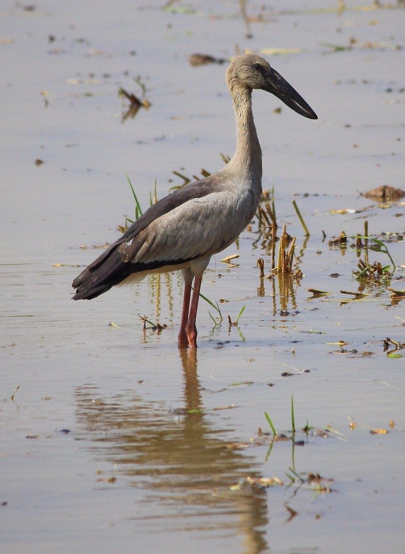 Asian Openbill - ML254689191