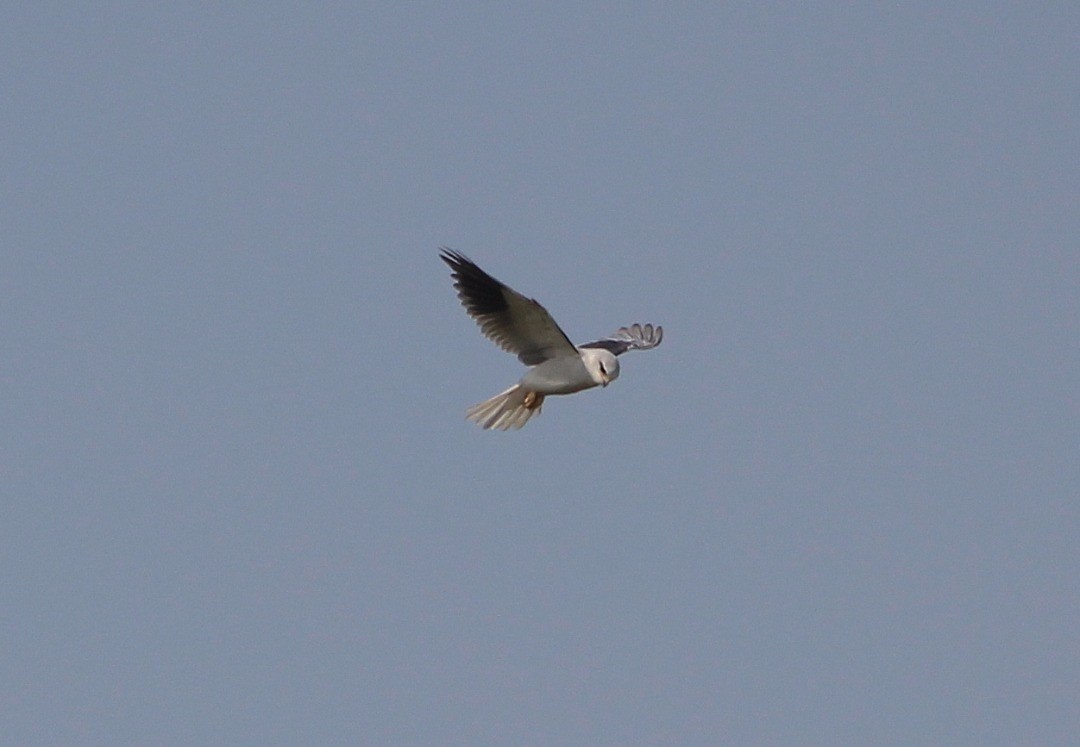 Black-winged Kite - ML254689301