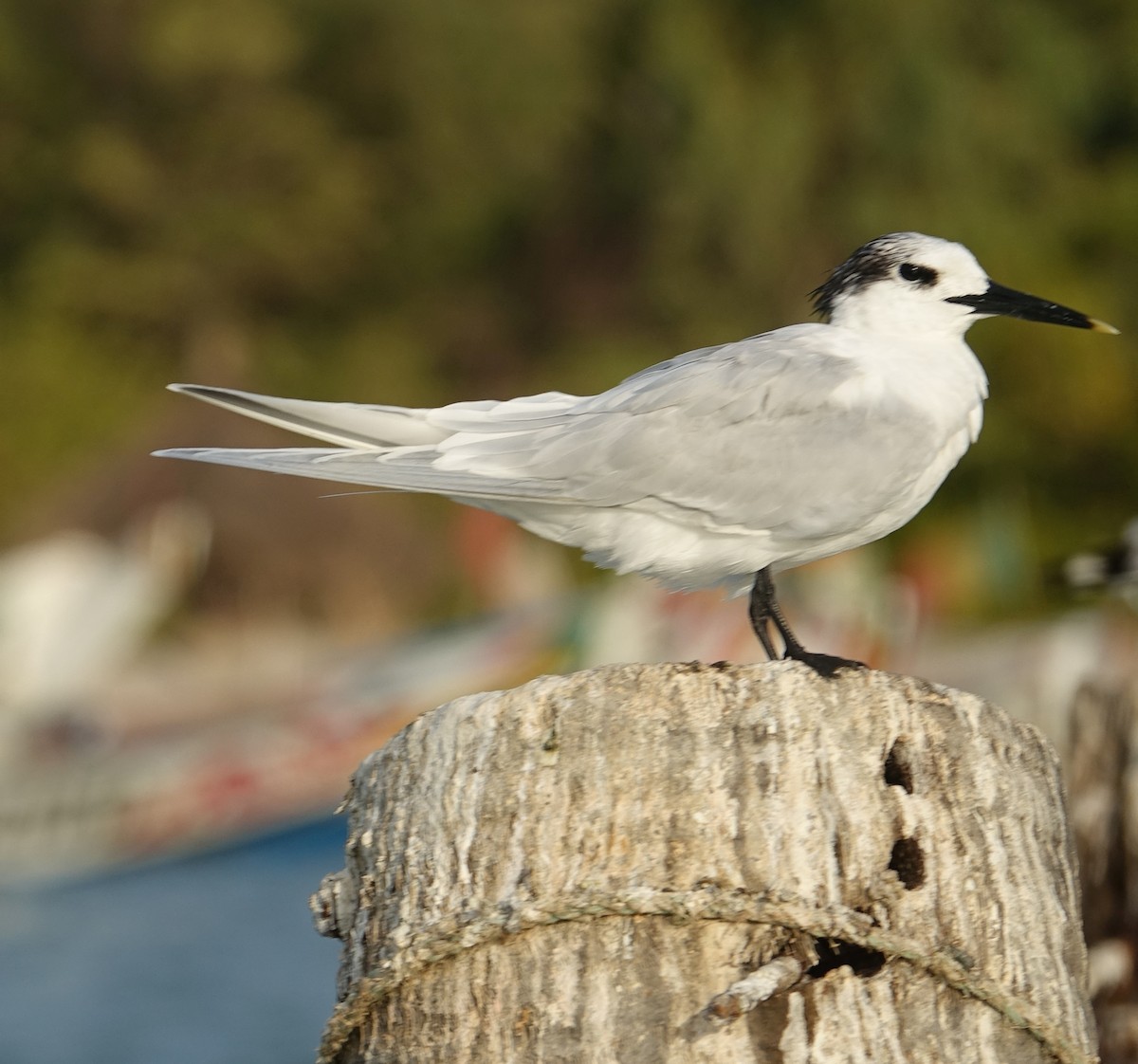 Sandwich Tern - ML254689761