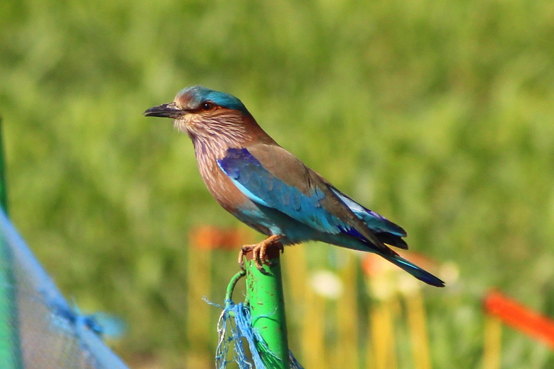 Indian Roller - ML254689801