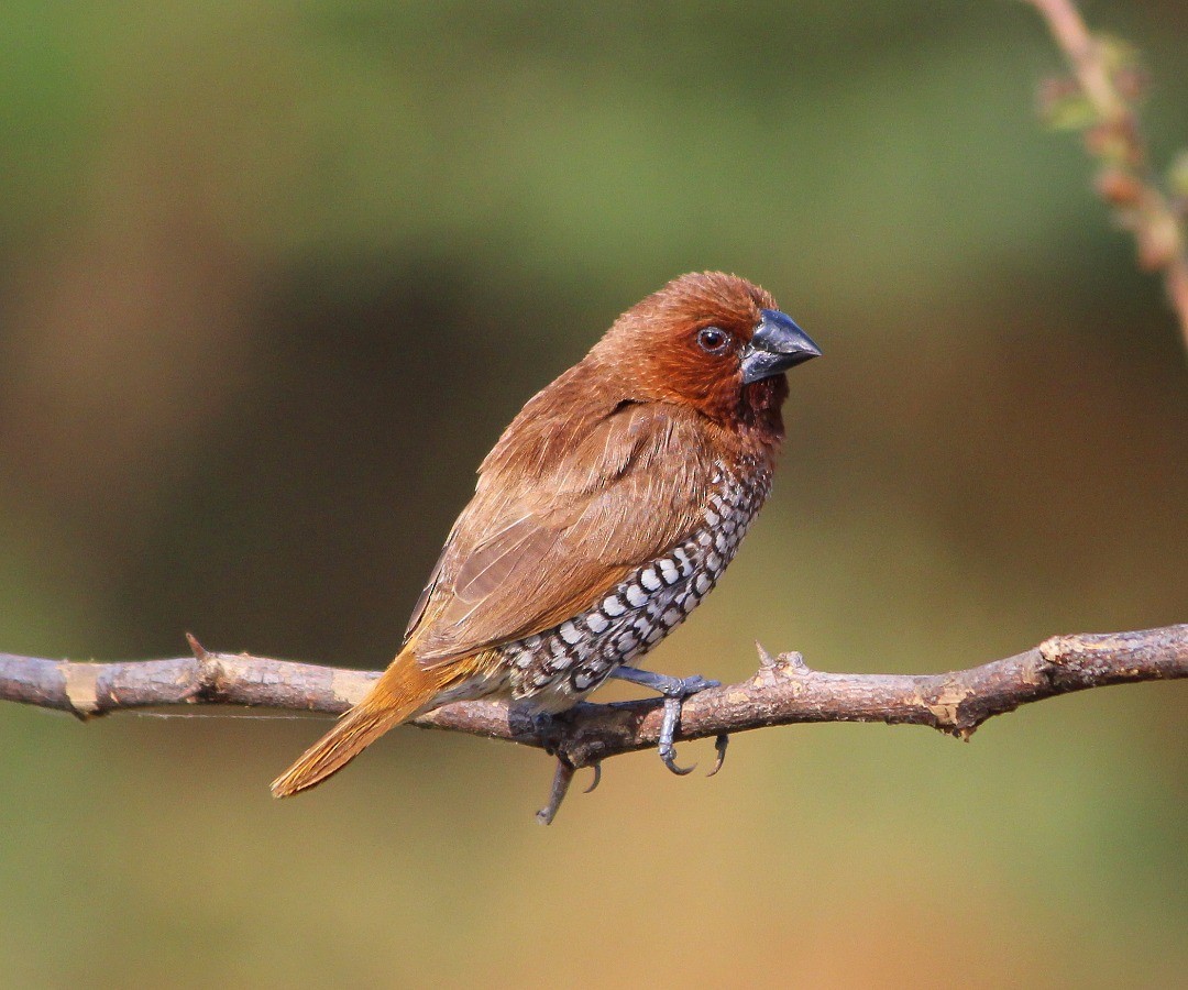 Scaly-breasted Munia - ML254689841