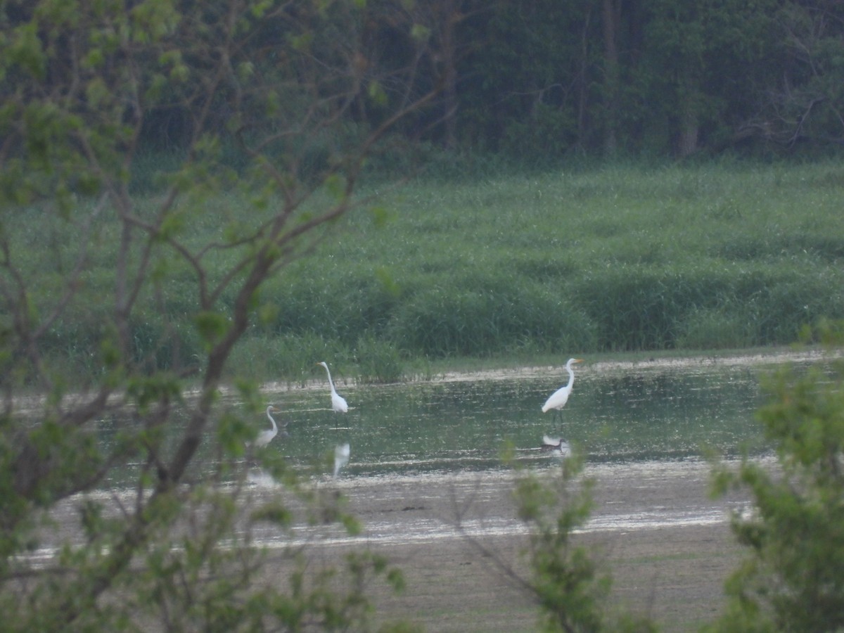 Great Egret - ML254690001