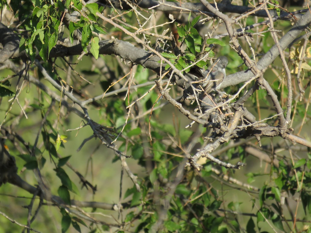 Black-tailed Gnatcatcher - ML254690051