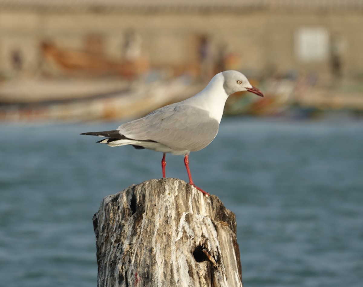 Gray-hooded Gull - ML254690061