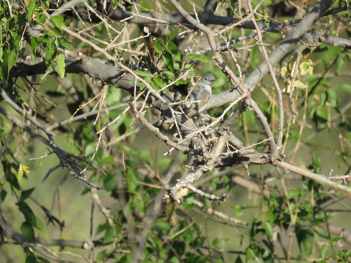 Black-tailed Gnatcatcher - ML254690091