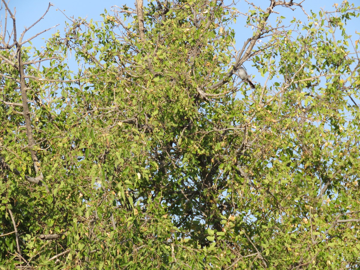 Black-tailed Gnatcatcher - ML254690111