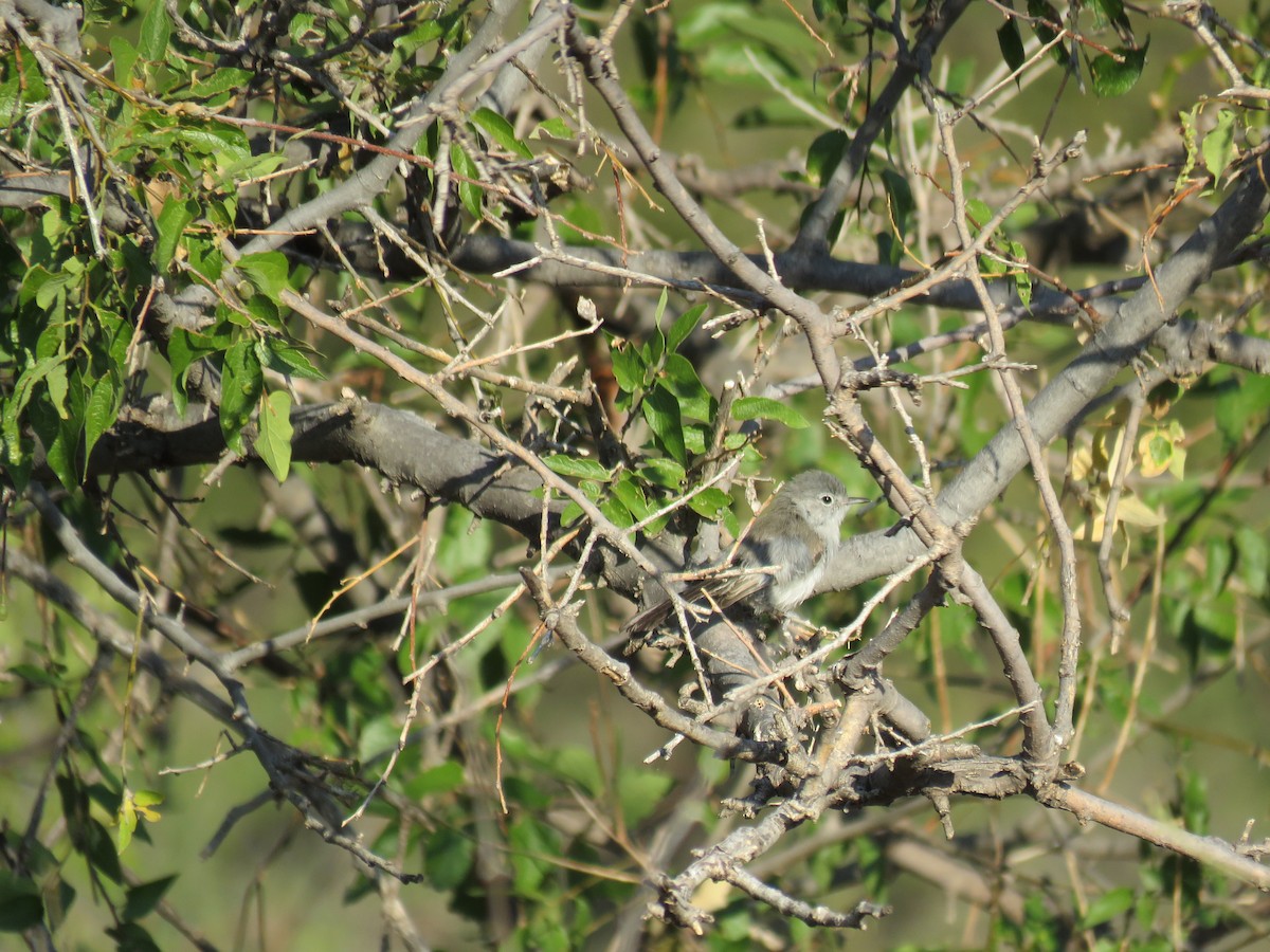 Black-tailed Gnatcatcher - ML254690121