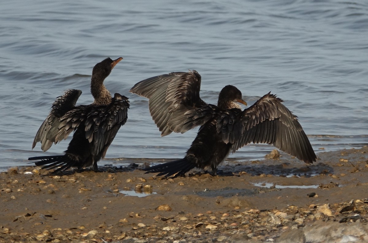 Reed Cormorant - ML254690221