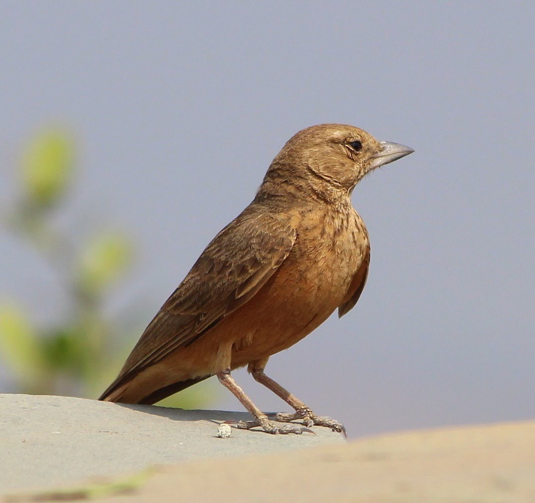 Rufous-tailed Lark - ML254690291