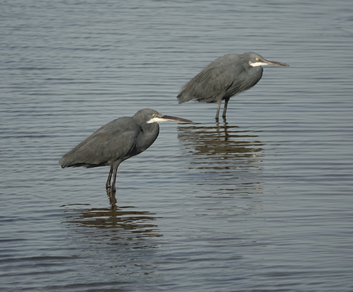 Western Reef-Heron - ML254690551