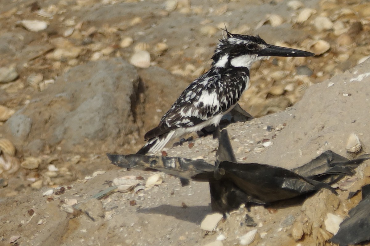 Pied Kingfisher - ML254690681