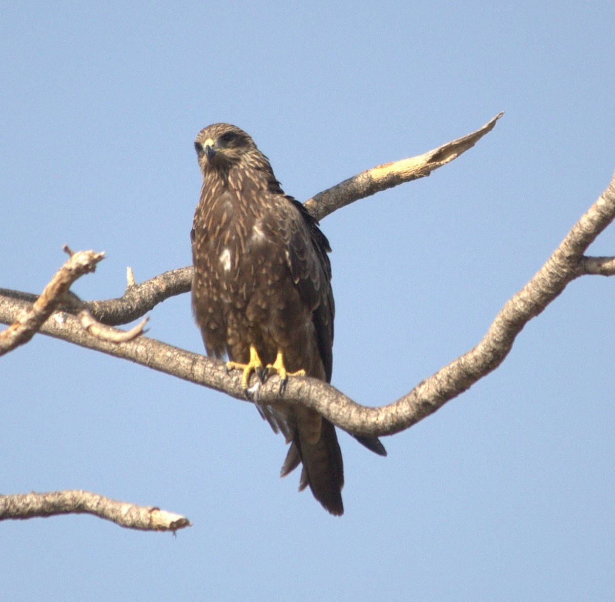 Black Kite - ML254691021
