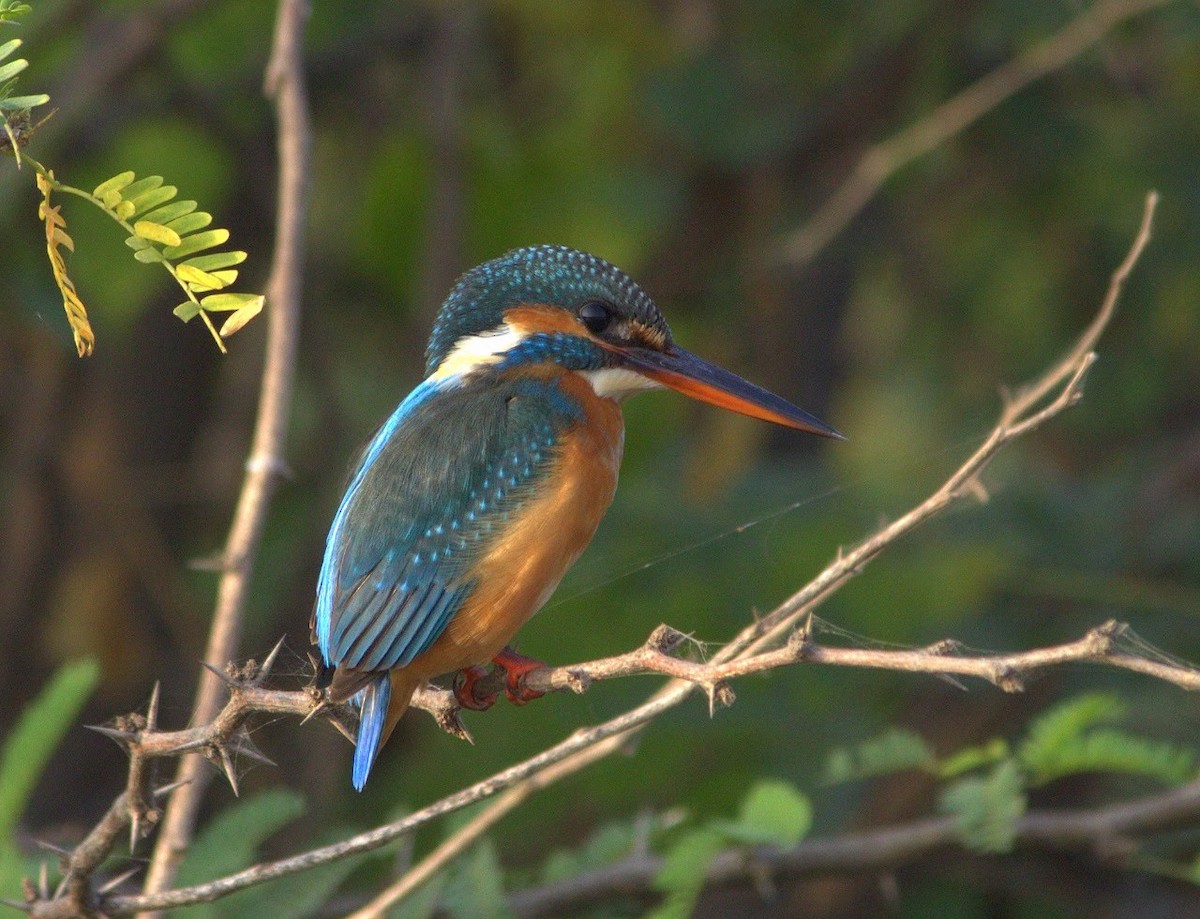 Common Kingfisher - ML254691041
