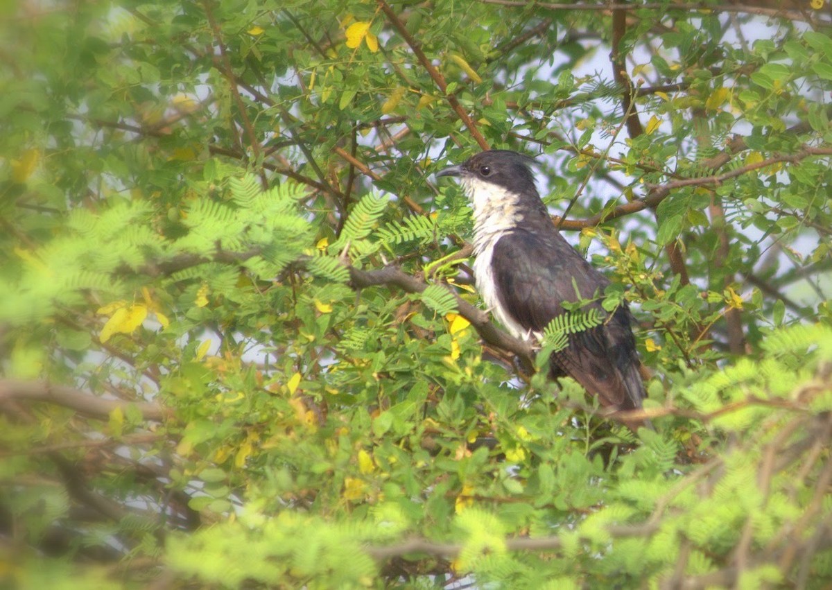 Pied Cuckoo - ML254691081