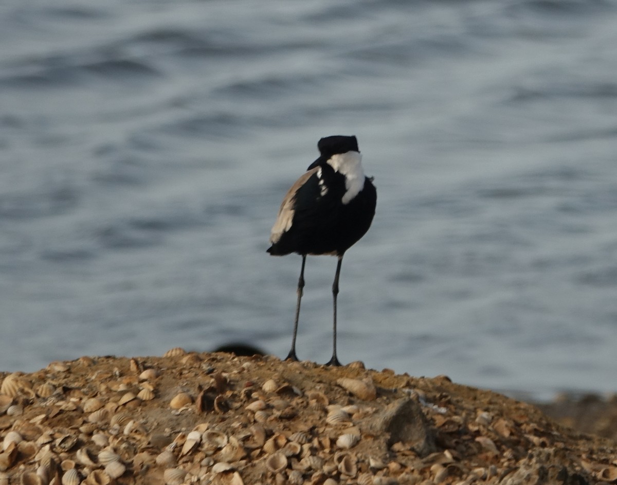 Spur-winged Lapwing - ML254691241