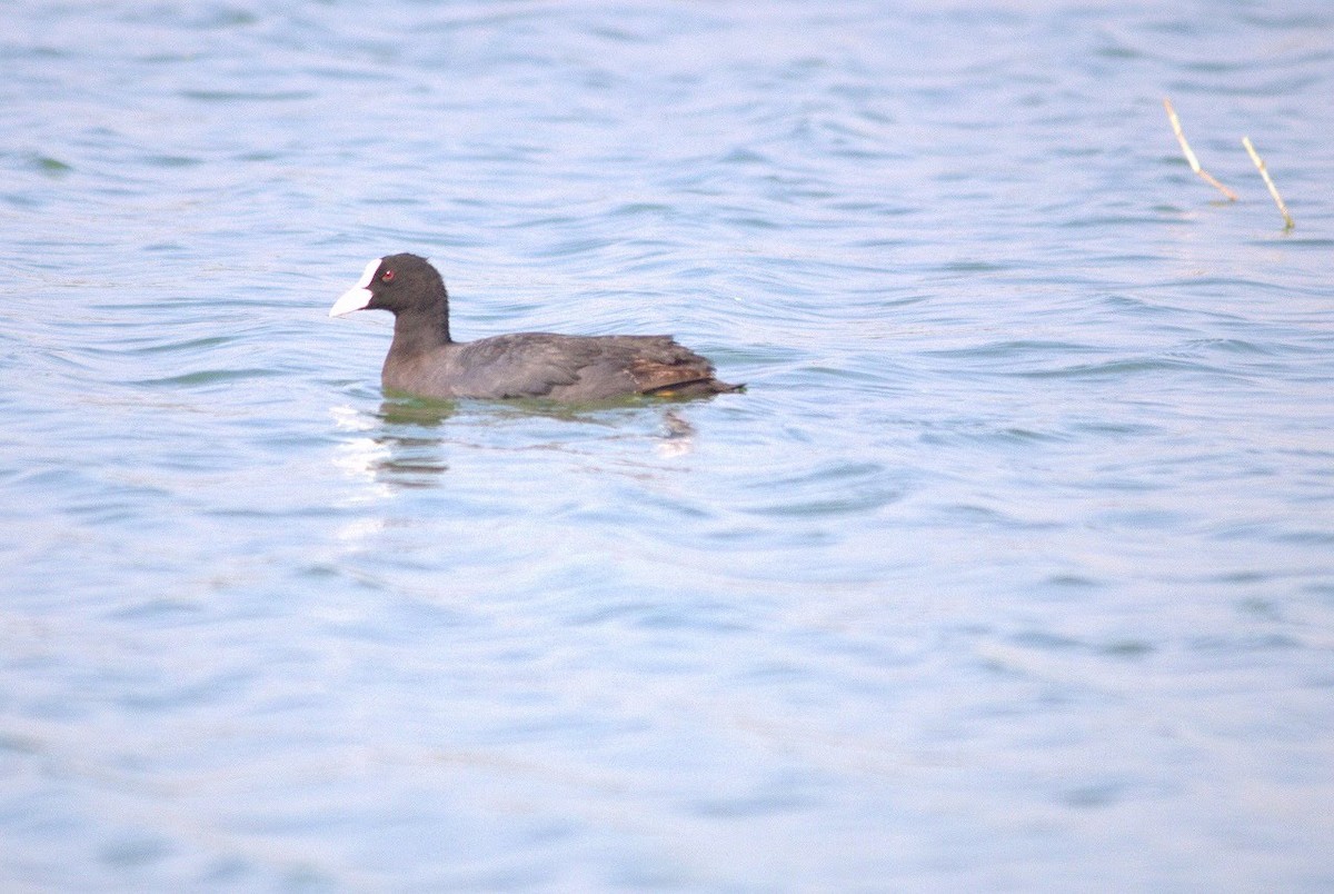 Eurasian Coot - ML254691541