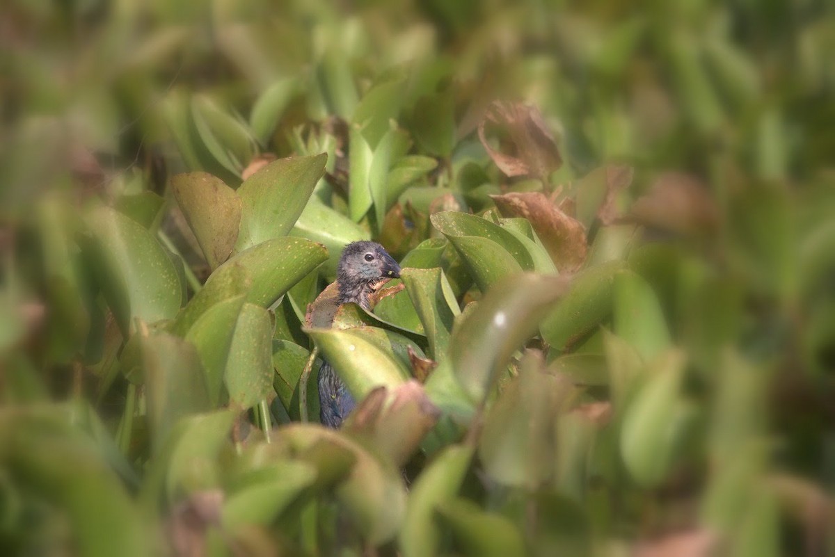 Gray-headed Swamphen - ML254691671
