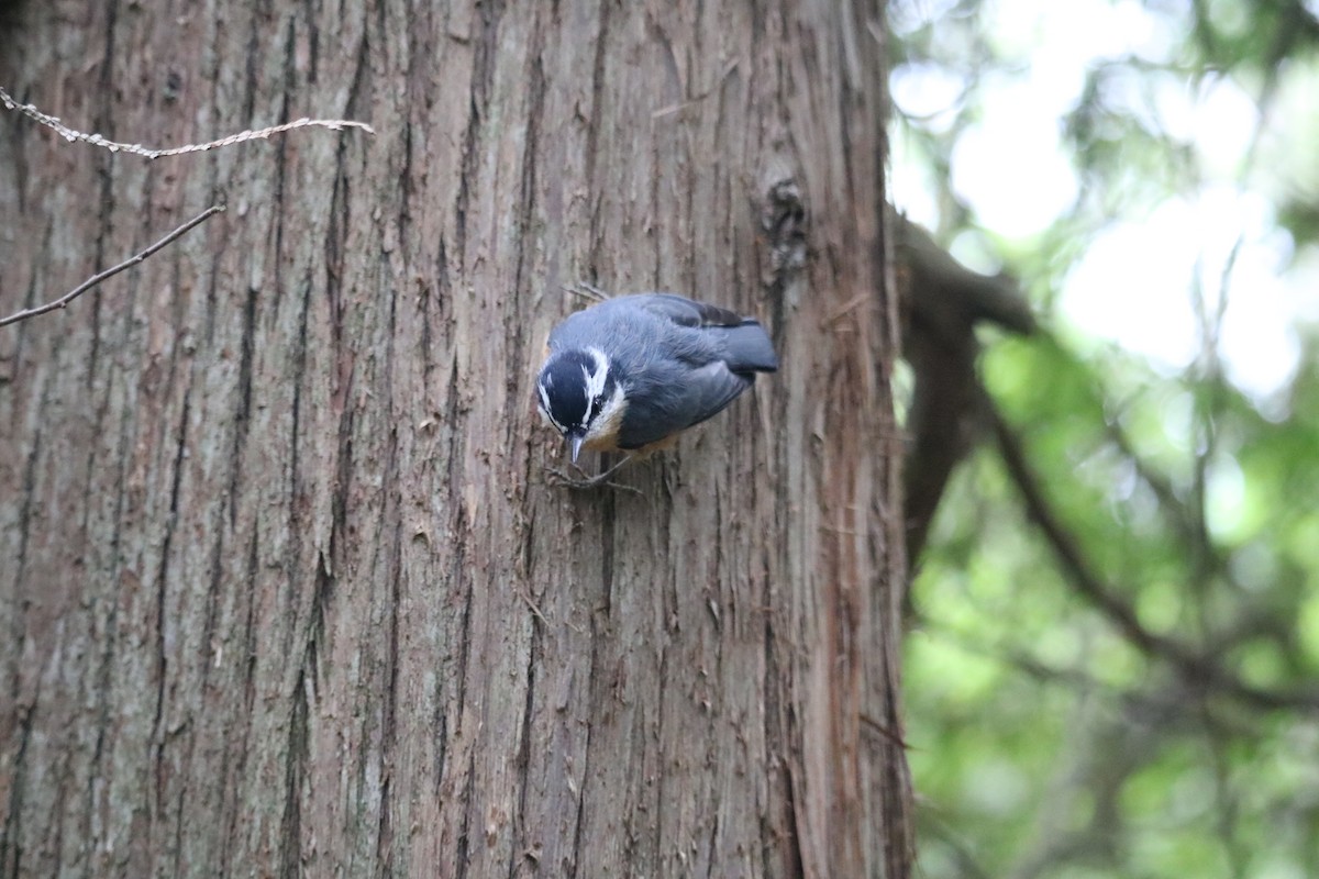 Red-breasted Nuthatch - ML254691941