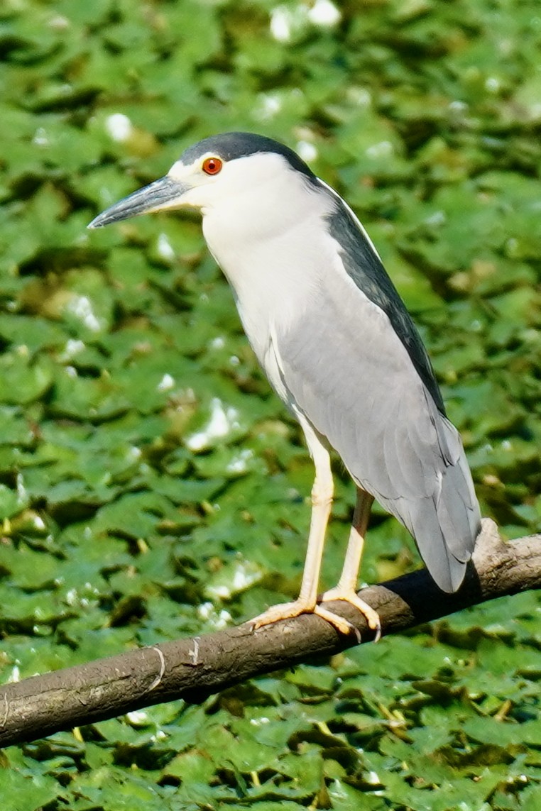 Black-crowned Night Heron - Susan Iannucci