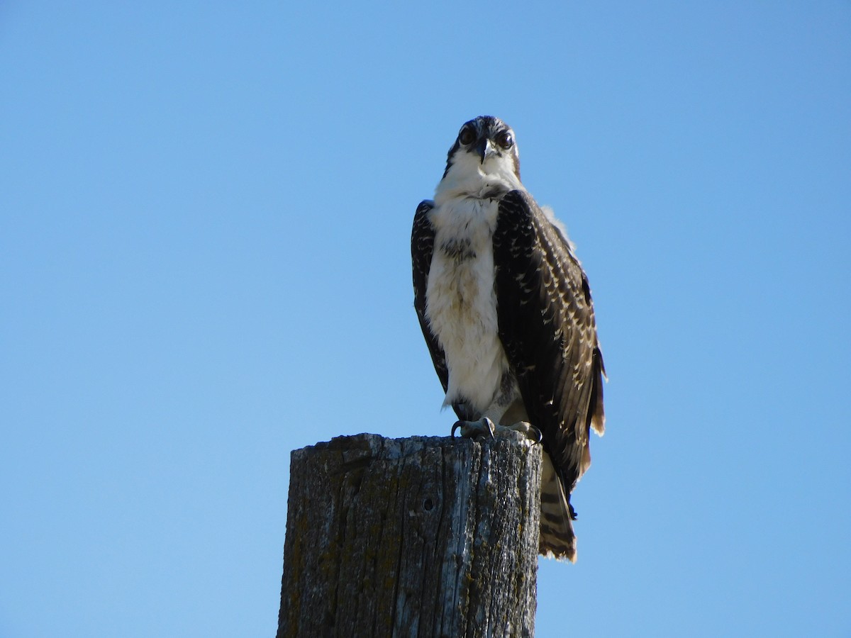 Águila Pescadora - ML254692271