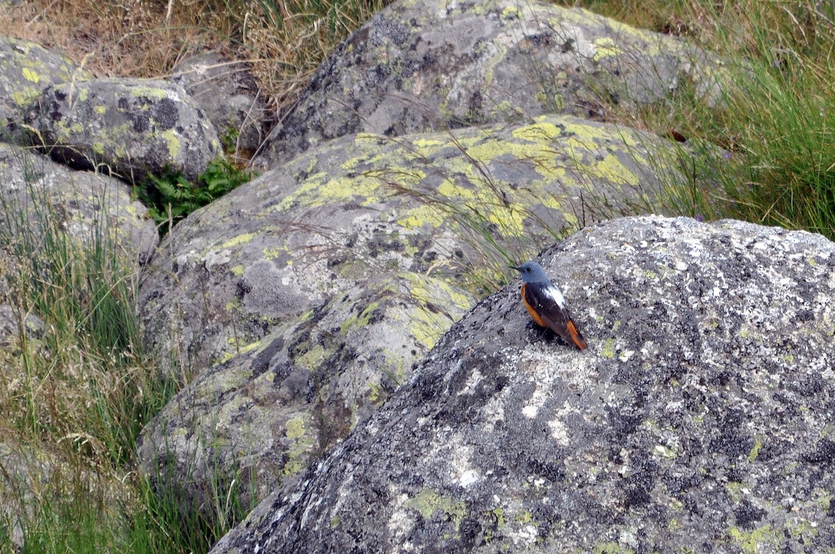 Rufous-tailed Rock-Thrush - ML254692921