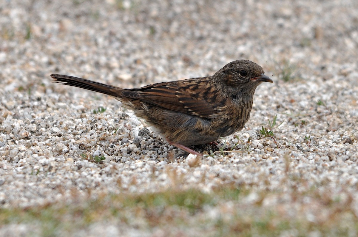 Dunnock - ML254693021