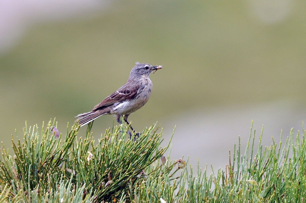 Water Pipit - ML254693101